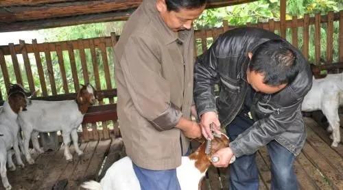 常见的羊发烧，咳嗽，拉稀怎么办？