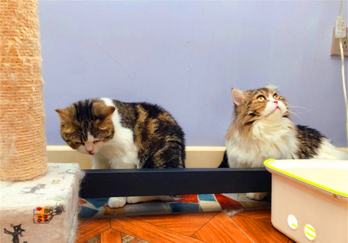 辟谣,猫咪尾巴一直不动很正常?错,不仅反常更有瘫痪风险