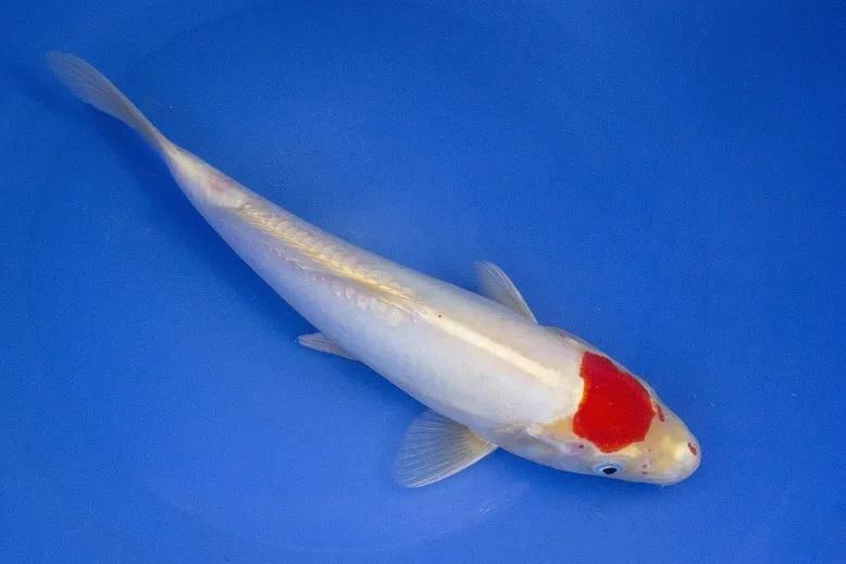 锦鲤掉鳞能用高锰酸钾吗,锦鲤鱼掉鳞是什么原因怎么治