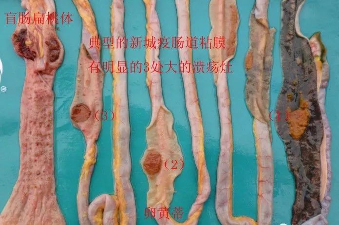 家禽常见疾病及检测方法书籍,家禽疾病如何检测