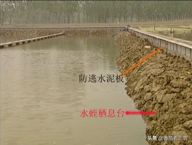 种莲藕为什么要放水蛭,藕田水蛭养殖技术和方法