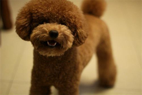 四个月泰迪吃几片复合维生素,泰迪幼犬需要喂维生素还是鱼油