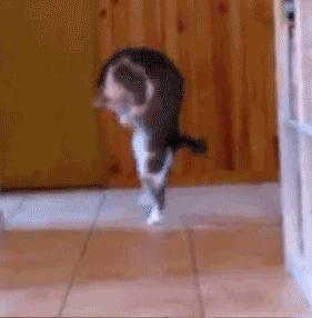 新手养猫没经验？小猫到新家，遇到问题详解（新手必看）