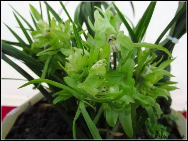 我的外公梅兰芳,我的外公书法