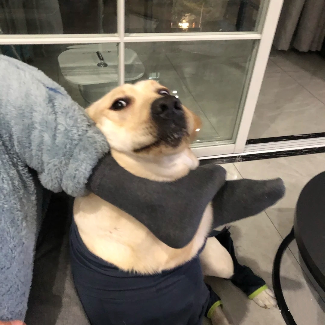 各种犬的性格分析,中型犬性格好的有哪些