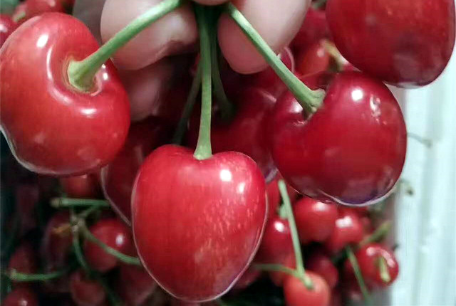 济南樱桃采摘园推荐,鲜果采摘园樱桃