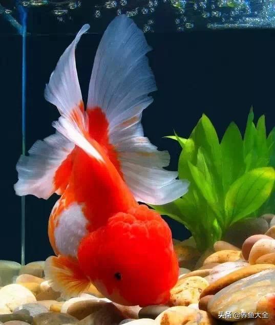 罕见最漂亮的金鱼图片,漂亮的金鱼图片大全