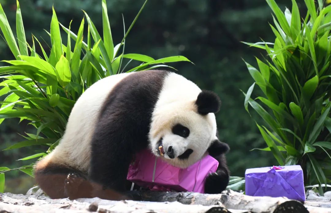 今起东北虎园大门票半价!近百种珍稀动物,带你走进现实版动物世界!