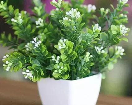 养殖米兰,米兰的冬季养护方法与要点