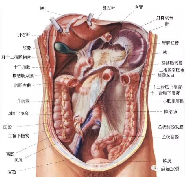 详细的消化道造影+彩色解剖图