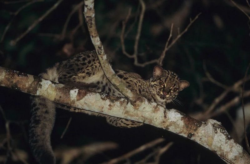 云豹猫是什么品种,云猫与豹猫区别