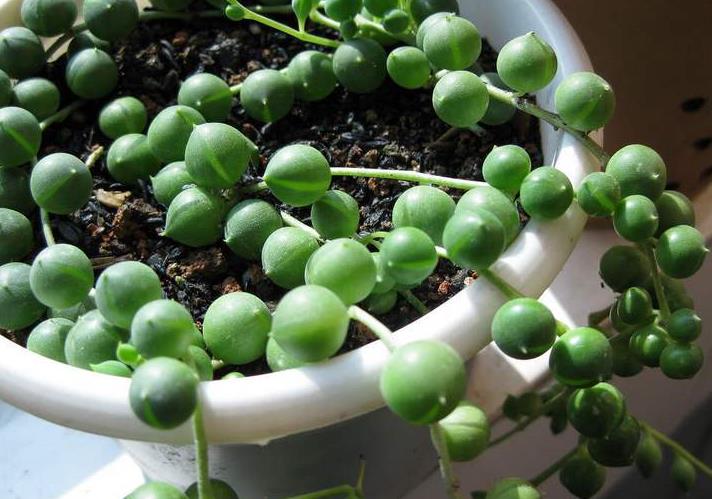 佛珠吊兰腐烂怎么补救,佛珠吊兰为什么会发黄