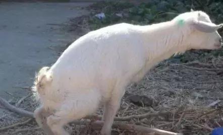 怎样判断羊的尿结石和尿道感染,羊尿结石是什么原因引起的