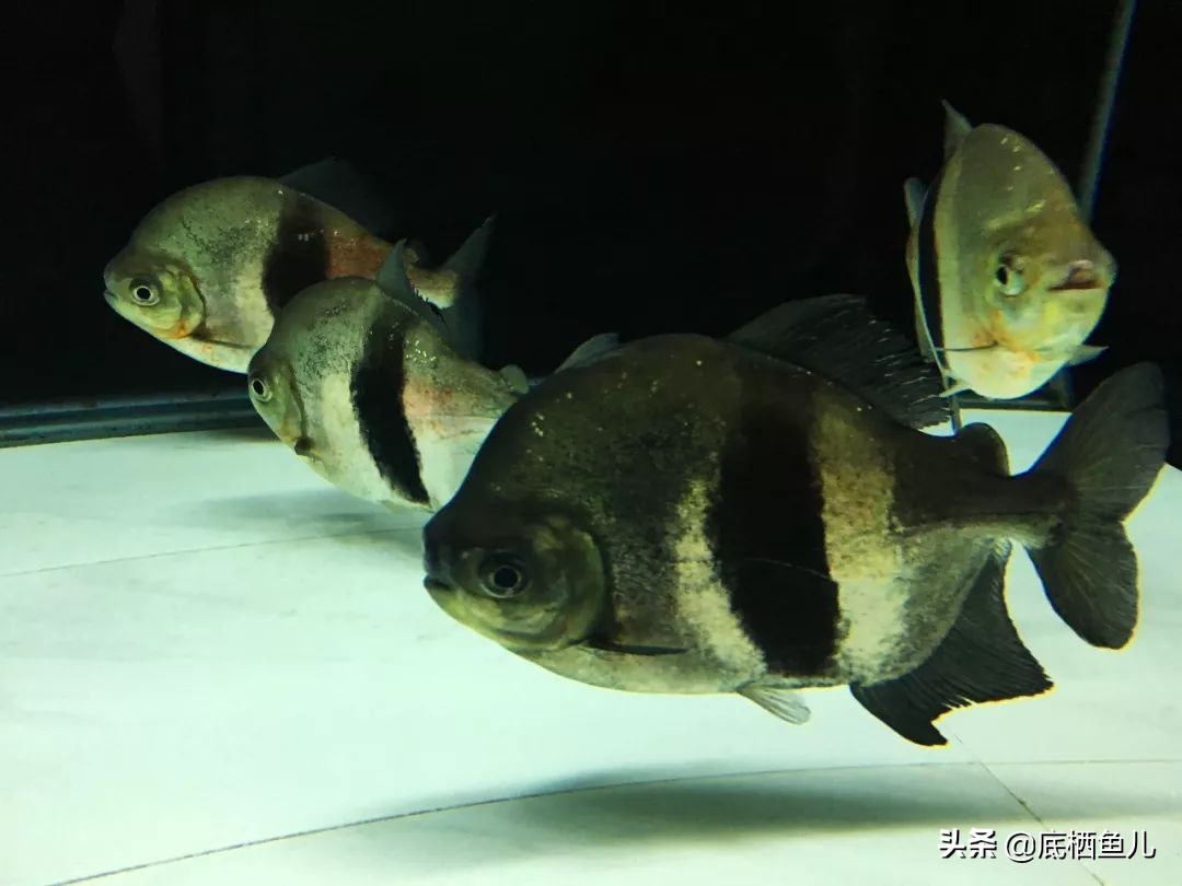 银板鱼和食人鱼哪个好养,粗线银板鱼是食人鱼吗