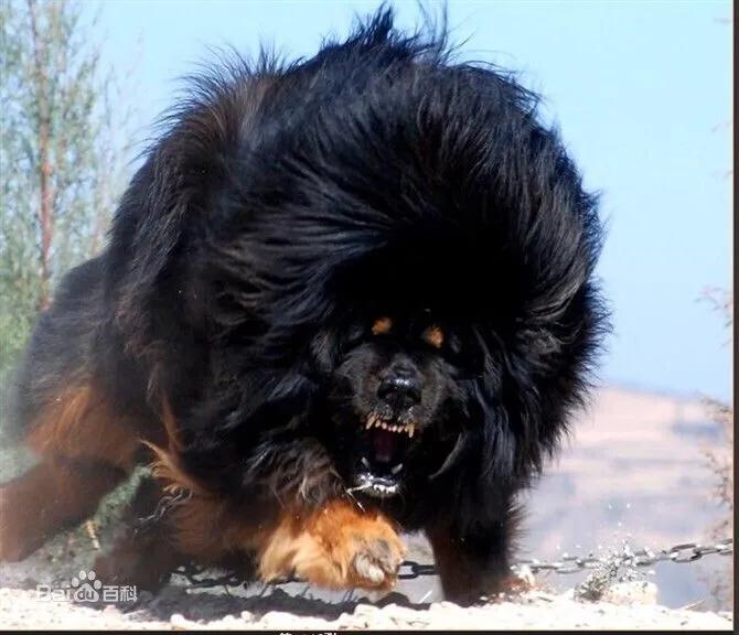 世界各国大型猛犬排名,世界各国猛犬排名