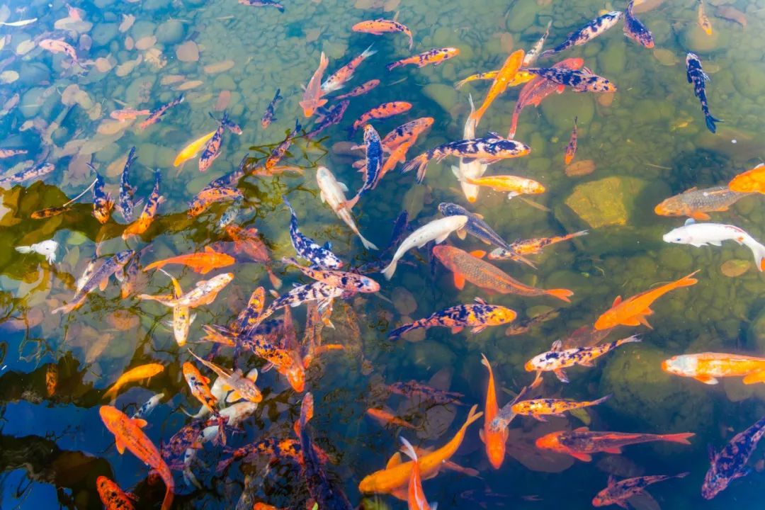 东莞汇景酒店足浴,东莞汇景酒店住宿攻略