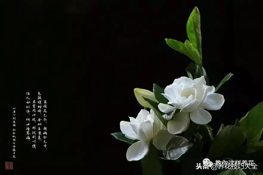 香味最好闻的十种花,一年四季都能闻到香味的四种花