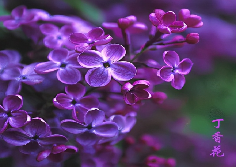 世界各国的国花和国树是什么,世界各国国花大开眼界美到爆