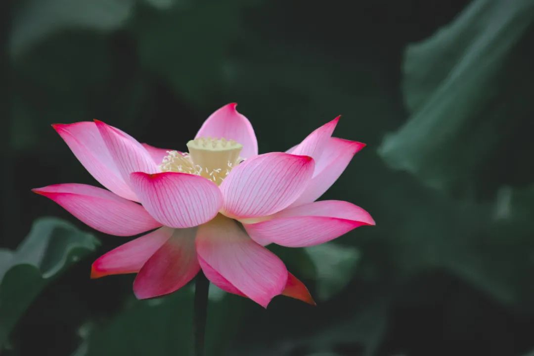 航拍荷花调色技巧图解大全,超简单国画入门教学荷花调色