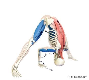 瑜伽18个基本体式,18个瑜伽体式正确图