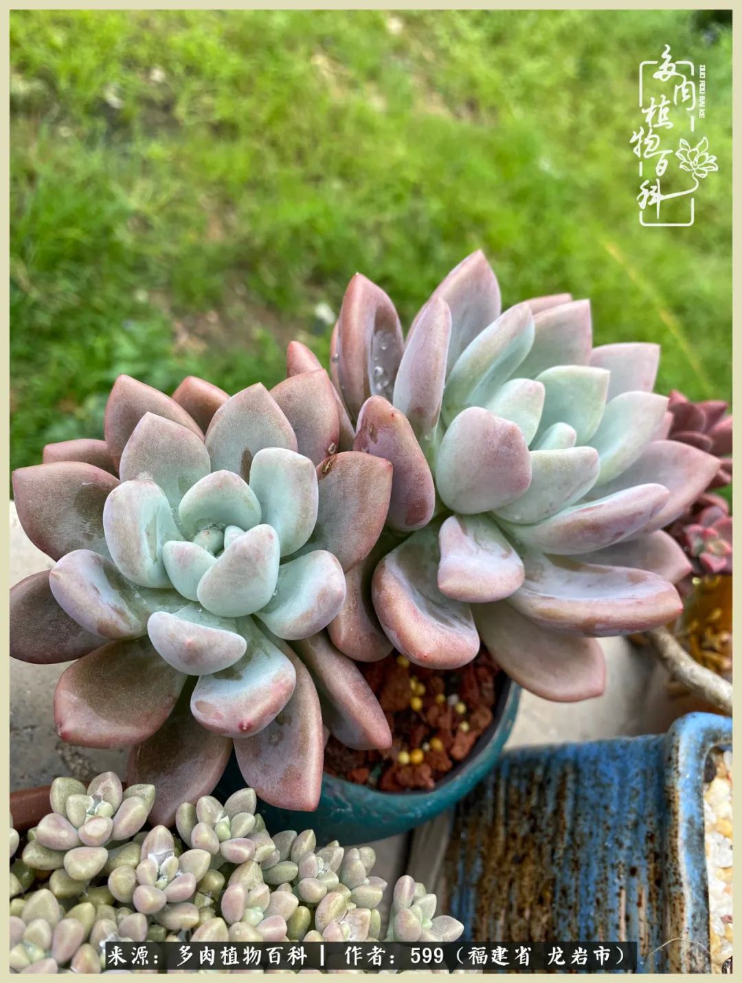 生活需要努力也需要花草,所有的热爱都需要不遗余力图片