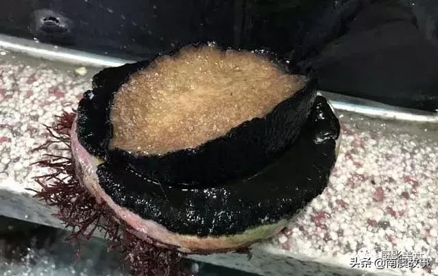 水煮贝壳类海鲜煮多久,海边海鲜用什么水煮好吃