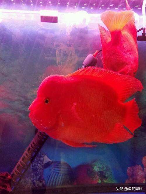 鹦鹉财神鱼养多少条好,财神鹦鹉鱼寿命多少年