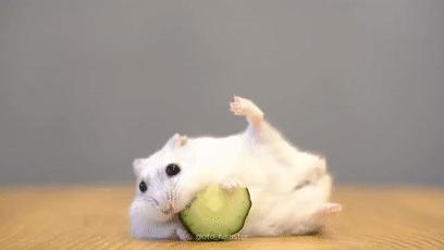 超可爱动物吃播治愈70万人，仓鼠、小熊猫、鹦鹉萌翻全网