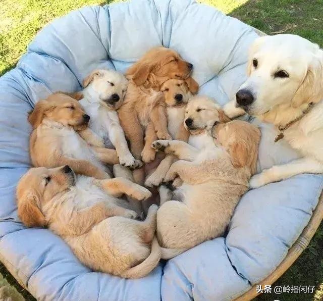 炎炎夏日金毛狗狗怎么能降温,炎炎夏日猫咪应该怎么安全度过