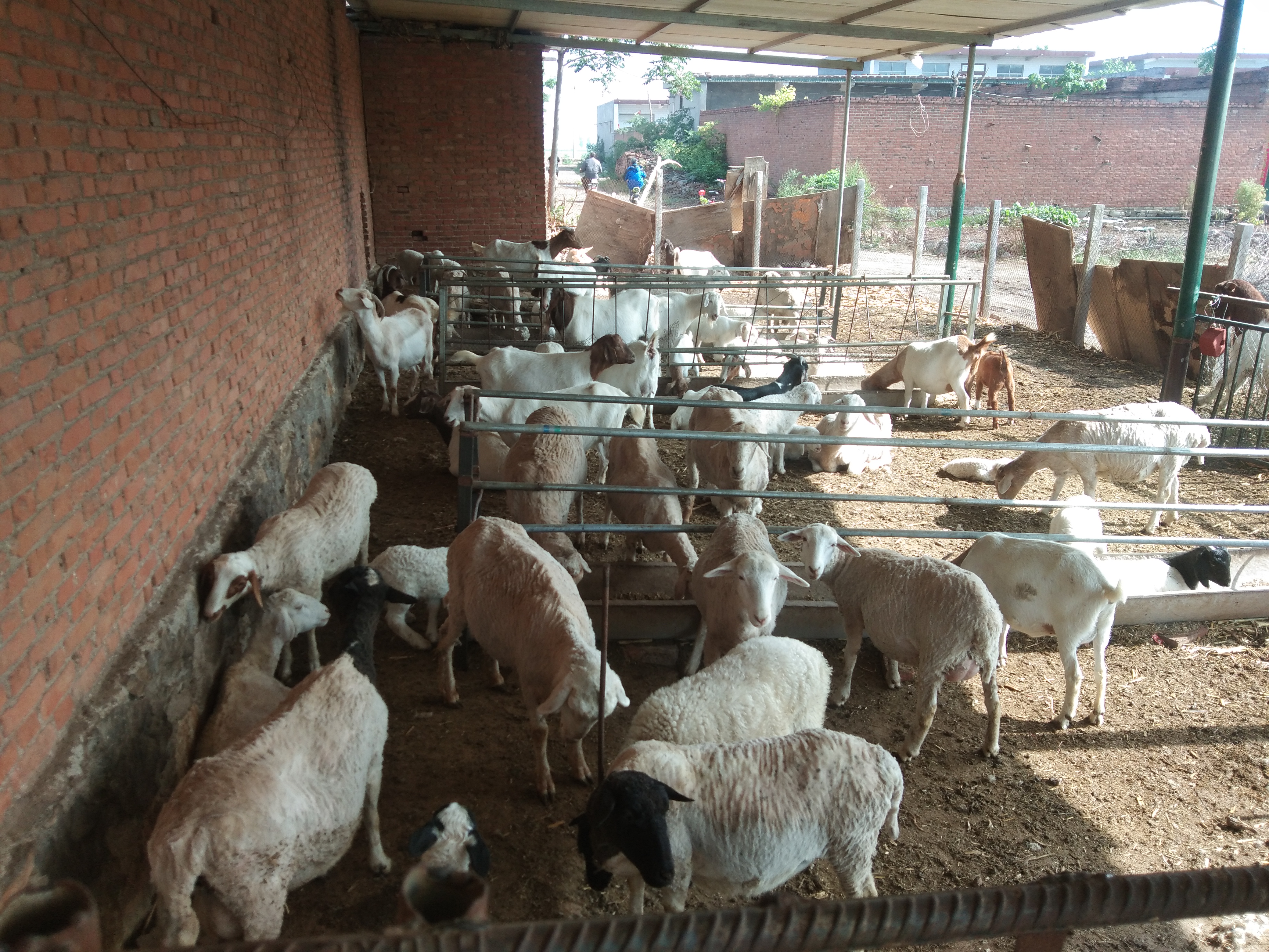 羔羊断尾后瘫软站不起来用什么药,羔羊断尾最佳时间表