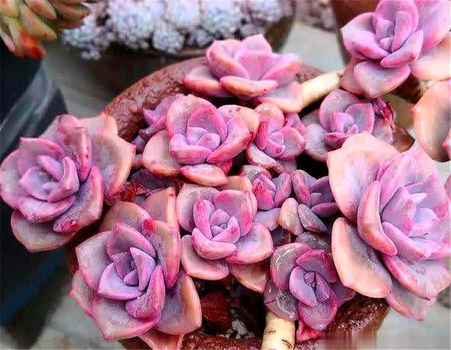 多肉彩虹糖养殖方法 (多肉彩虹糖和多肉紫乐哪个好养)