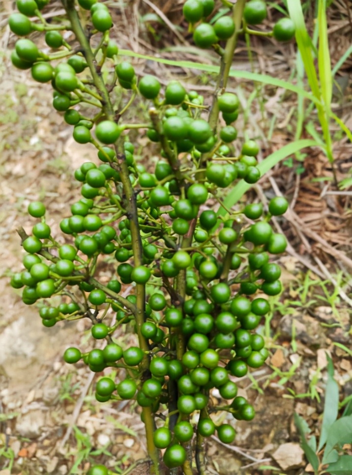 凯里新鲜木姜子,老家的特产木姜子