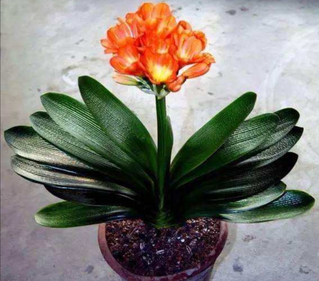 君子兰从孕蕾到开花需要多长时间,君子兰从出现孕肚到开花要多久