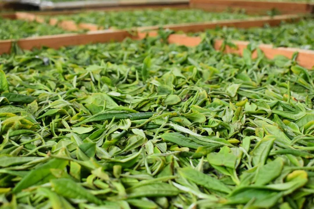 茶里的回甘生津是怎么回事,有回甘特别甜的茶