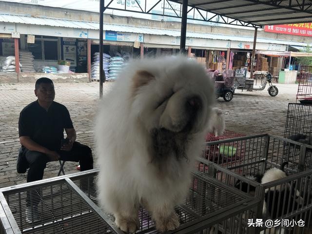 开封狗品种大全,开封狗市是中国最大的吗