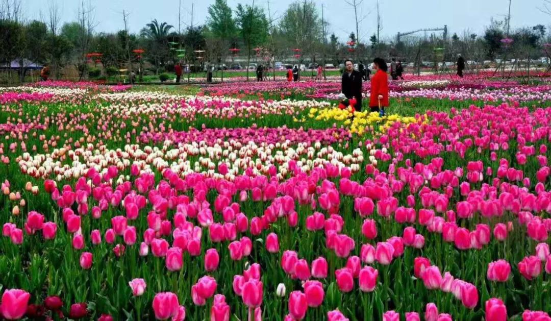 双流空港花田十月份有什么活动,双流空港花田赏花