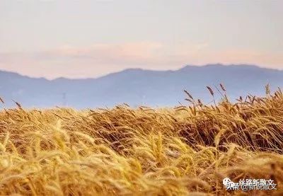 烤包子酥皮烤包子,烤包子酥脆
