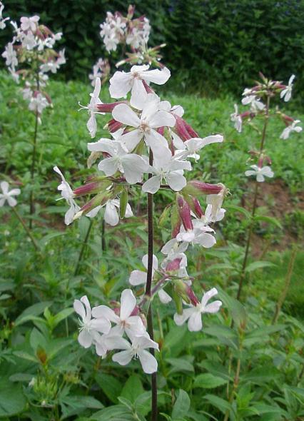 姐姐家门口一片杂草，人称“肥皂草”，可洗衣服、当药材，价值高