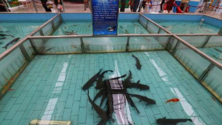 叉尾鱼烂身用什么药治,叉尾鮰鱼烂身怎么解决