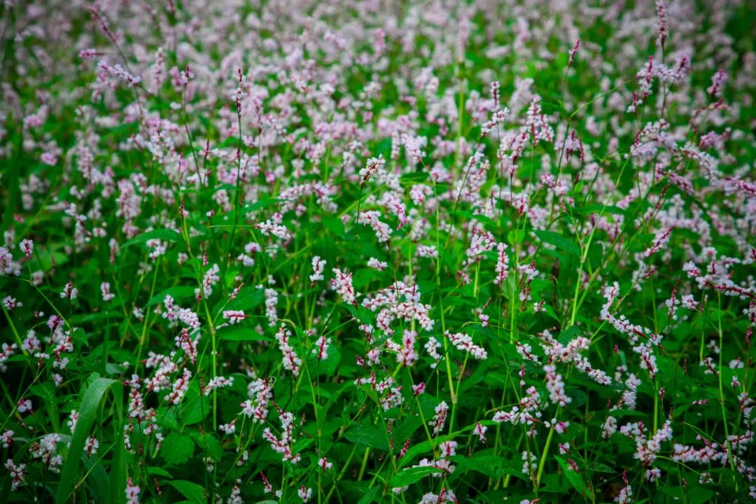 蓼花盛放成海，扬州又多了一处赏秋秘境