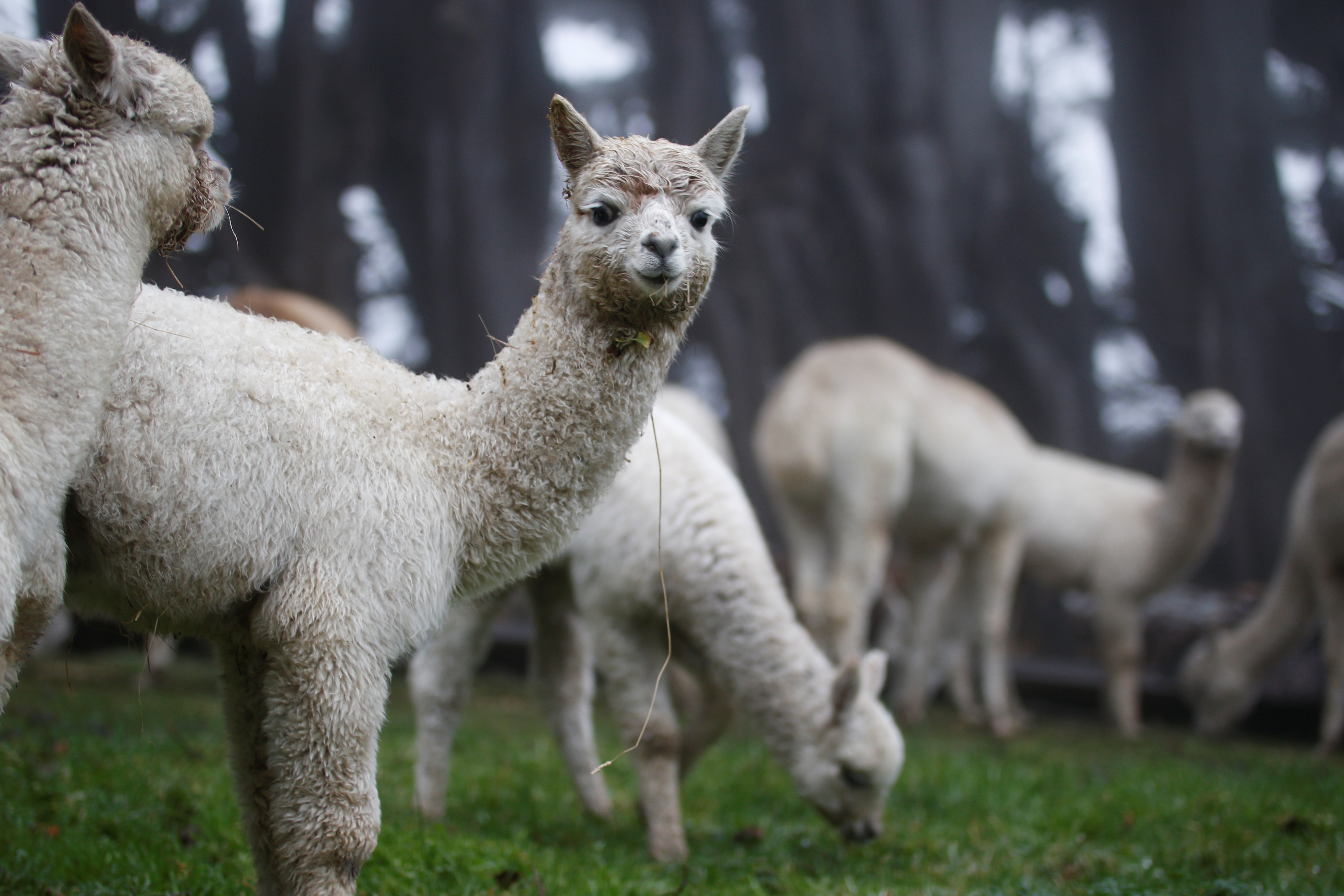 鍛嗚悓棰勮,鍛嗚悓缇婇┘鐢熸皵