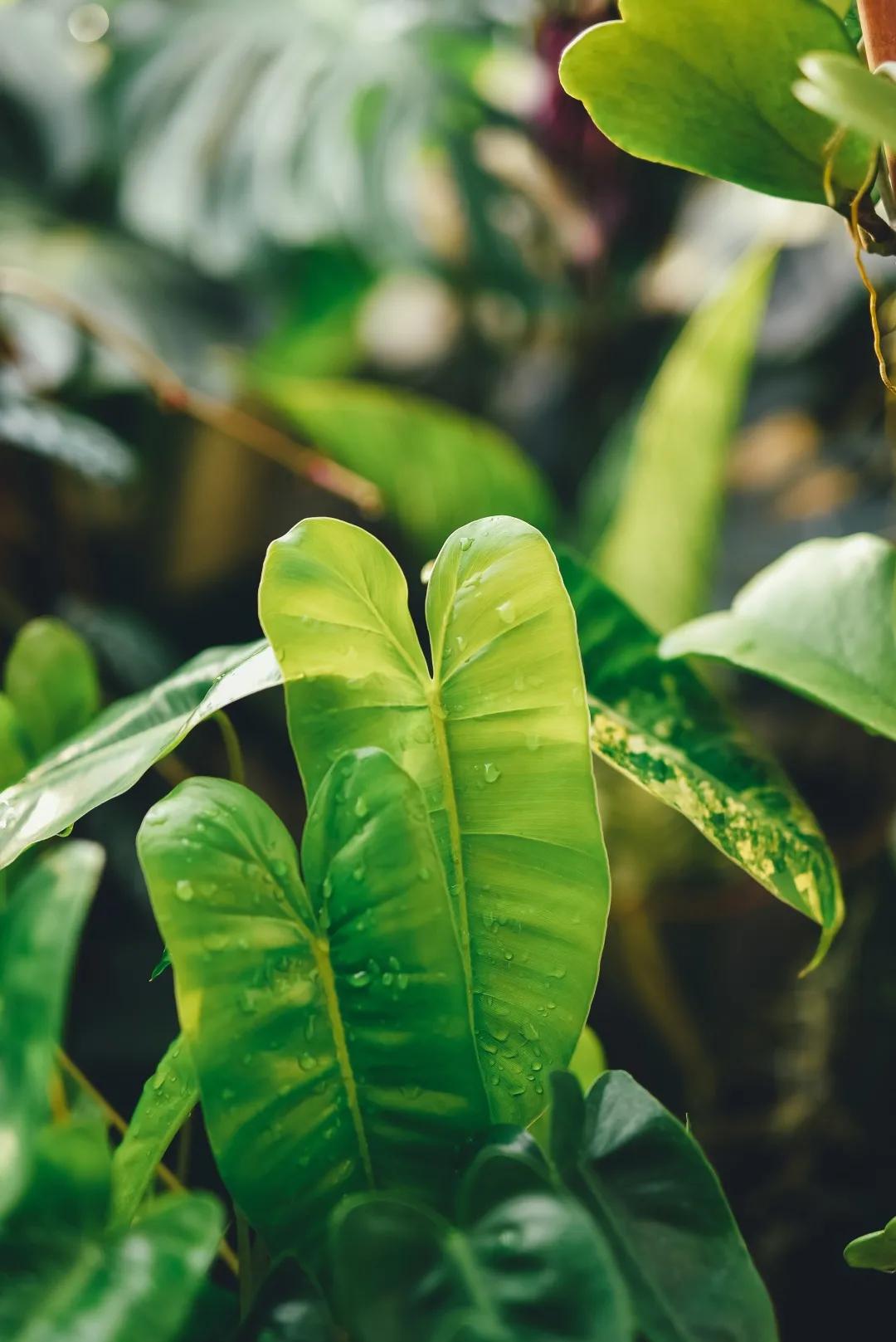 没花园怎么种花？从东北到广东，4位大神在室内种出植物园，绝美