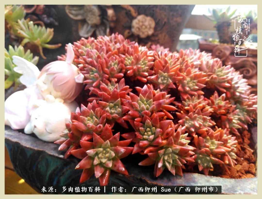 艳阳高照凉爽贵州,我要勤快地捕捉美好!(二)