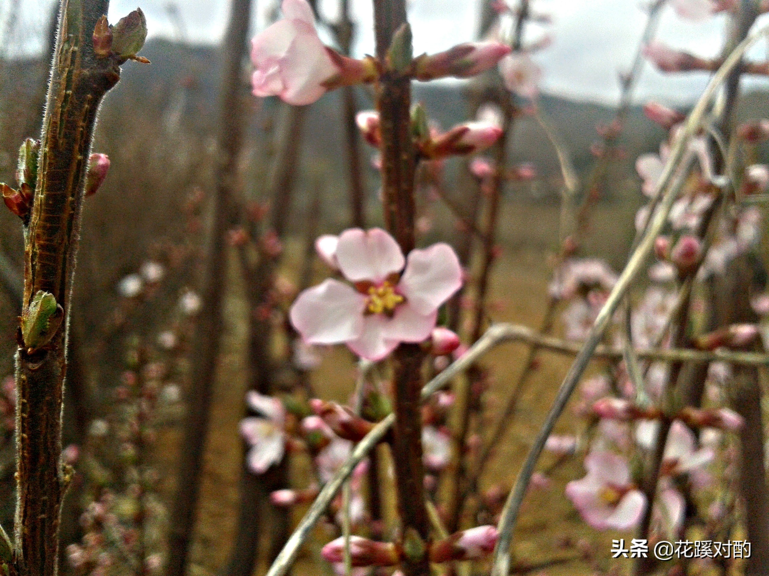 相亲对方怎么表明态度不好,相亲见面后怎么判断有没有看上你