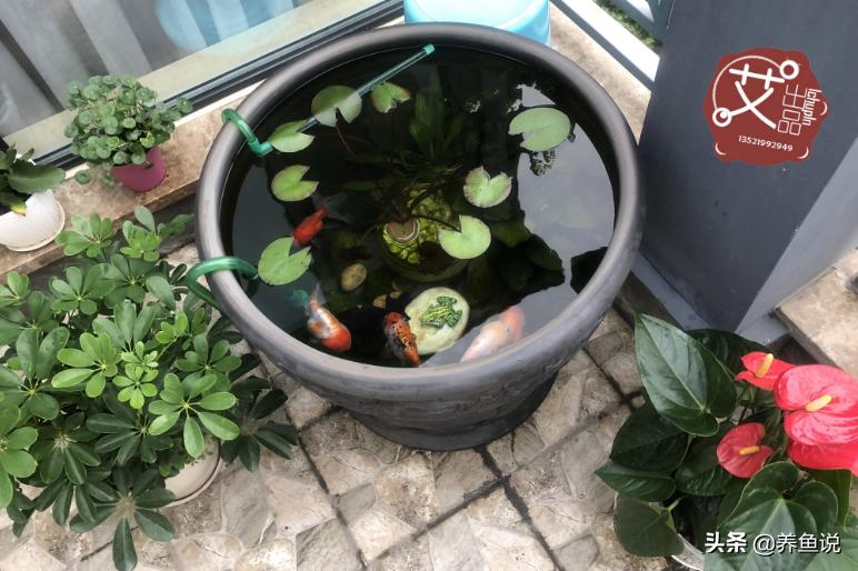 养哪种观赏鱼最好养最皮实,现在养观赏鱼挣钱吗