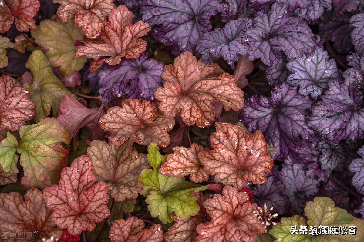 100种常种花卉养护秘籍,20种花卉浇水保养法