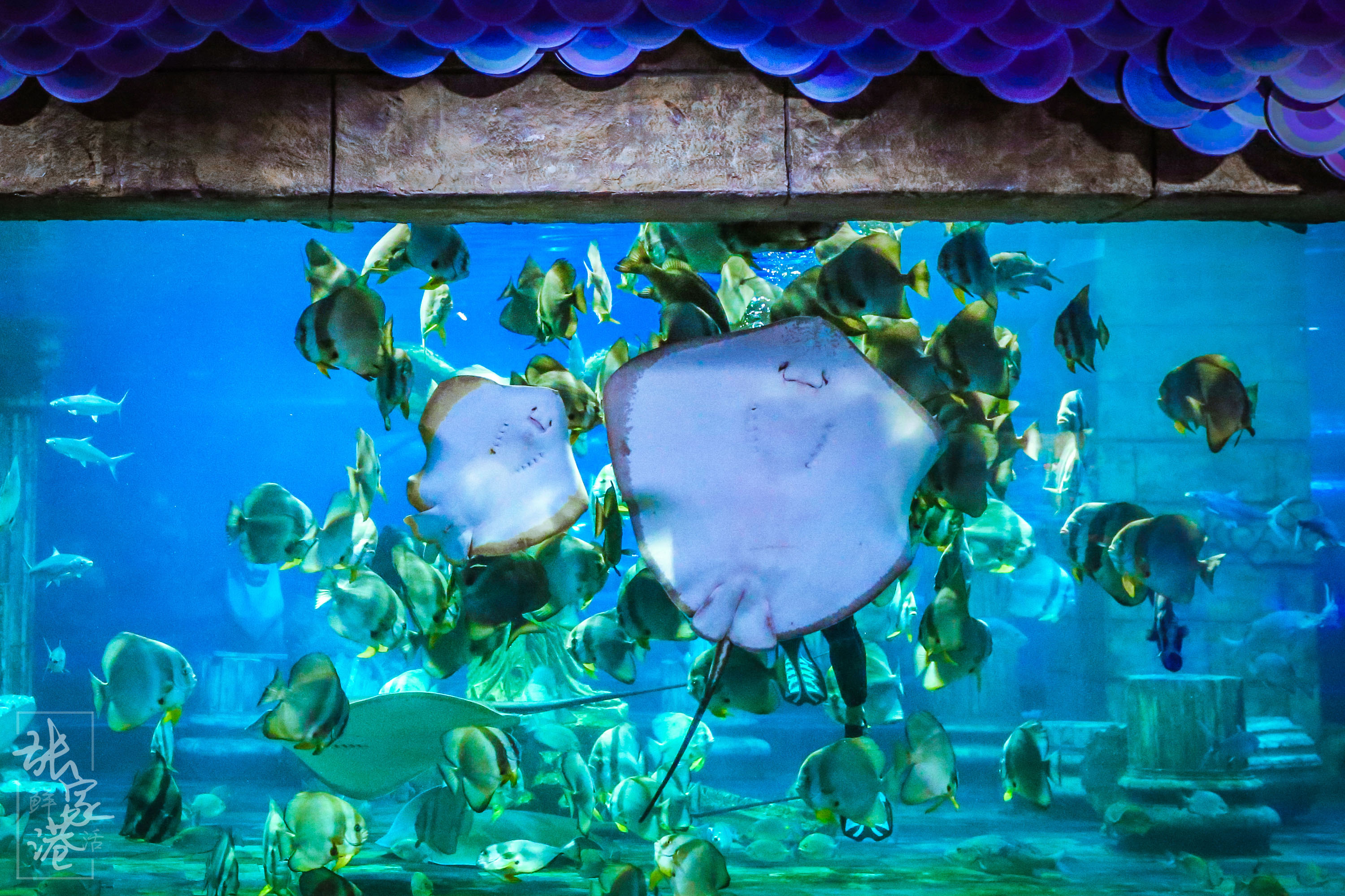 张家港的这座商场里竟然藏了这么大的海洋馆，一天电费高达一万元