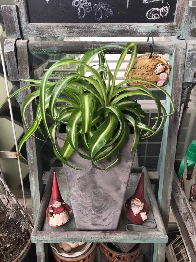 这六种花寓意吉祥好养易活,公认最吉利的4种花