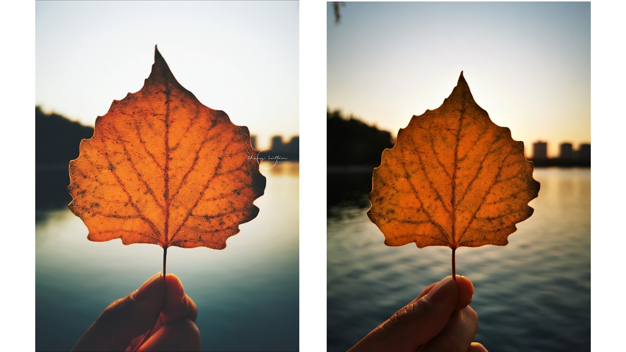 秋天如何拍摄好看的秋叶,秋天里的一片红叶