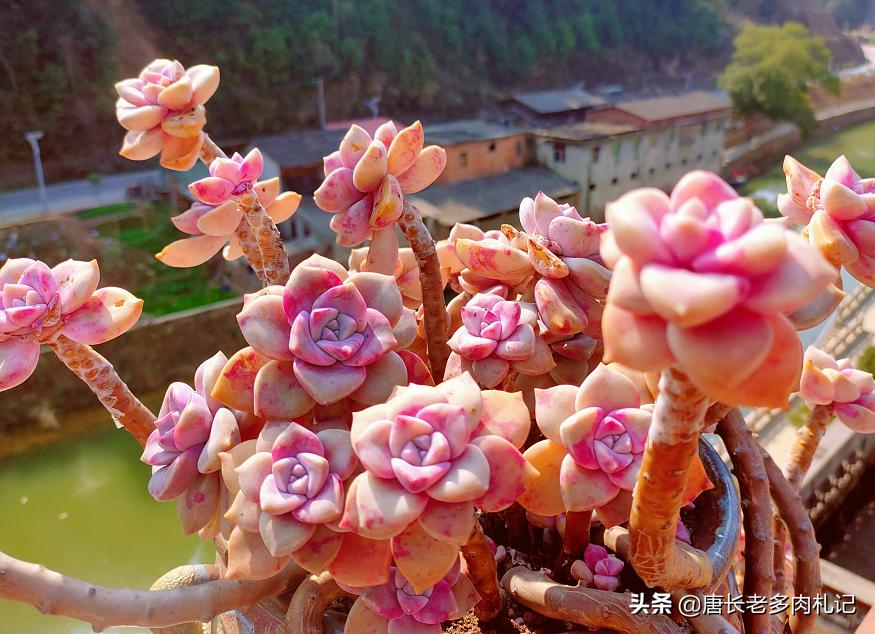 紫乐和华丽风车种一起可以吗,多肉华丽风车和粉兔